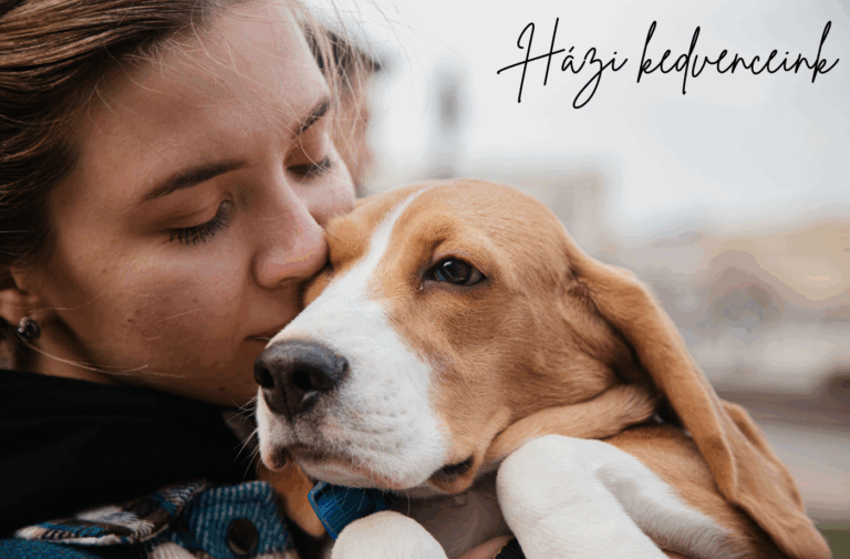 Amit minden gazdi imádni fog: háziállatos cuccok ShopIQ módra